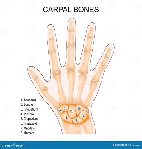 Carpal Bones With Hand Palm Skeletal Structure And Anatomy Outline ...