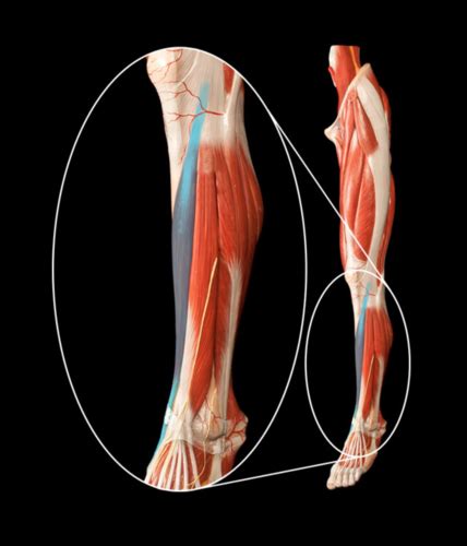 Muscles Of The Leg Flashcards Quizlet