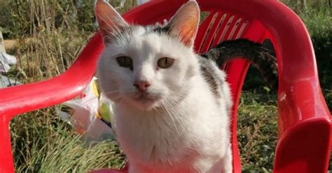 Кот по кличке Трус спас семерых котят из горящего приюта в Орловской ...