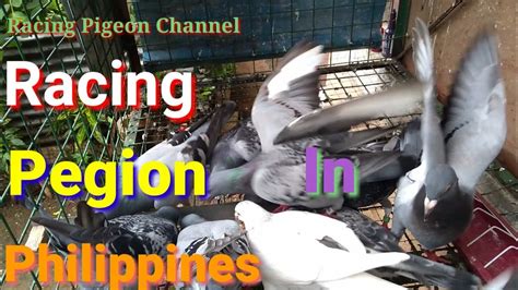 Racing Pigeon In Philippines YouTube