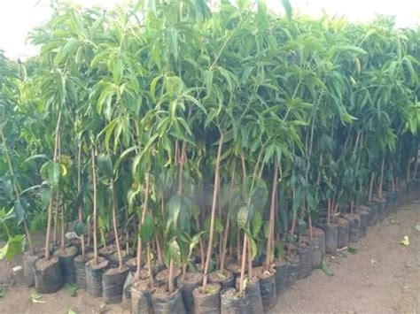 Full Sun Exposure Green Kesar Mango Plant For Garden At Rs Piece