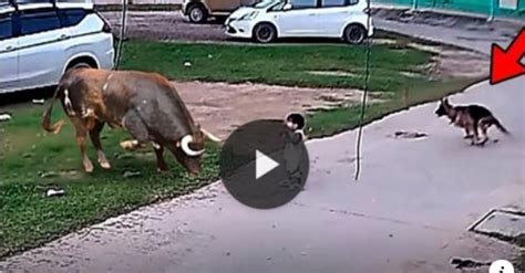 CAPTURADO POR LA CÁMARA DE SEGURIDAD COMO ESTE PERRO SALVO LA VIDA DE