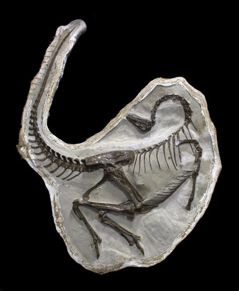 Ornithomimus | The Canadian Encyclopedia