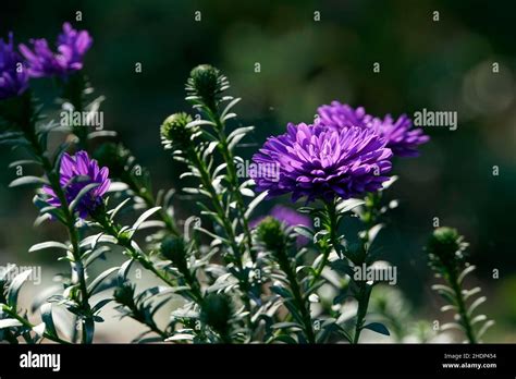 new york aster Stock Photo - Alamy