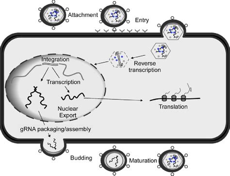 Mlv Replication Cycle The Main Steps Of The Mlv Replication Cycle Are