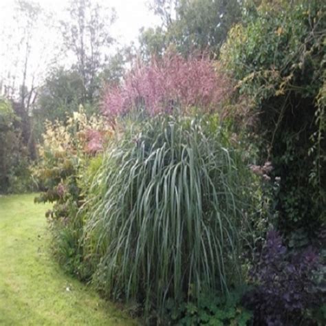 Miscanthus Malepartus Miskant Malepertus Trawa Ozdobna Sadzonki