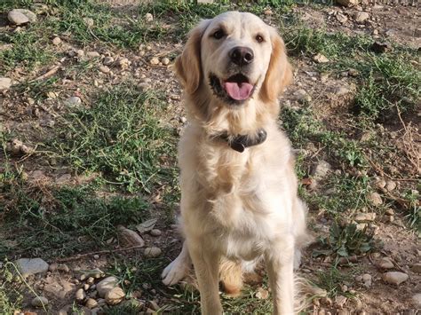 Elevage Des Amours Du Champ Dore Eleveur De Chiens Golden Retriever