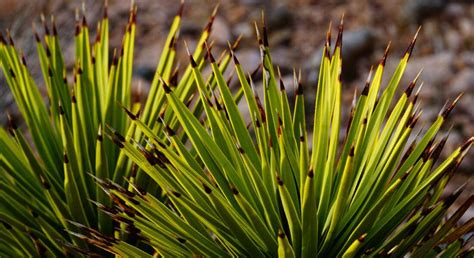 Folhas Secas e Queimadas Causas Comuns e Soluções Eficazes Verde na Web