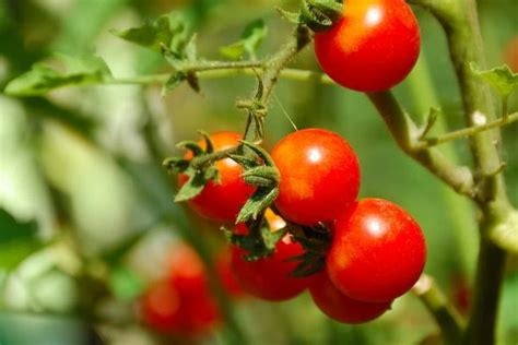 India S Tomato Export Surges By 21 To Reach 26M In 2023 News And