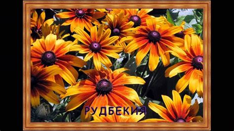 Цветник на солнце.Солнцелюбивые цветы. - YouTube