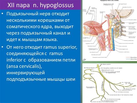 Добавочный нерв анатомия схема