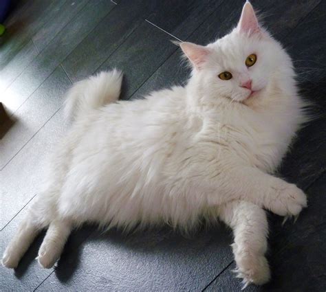 Maine Coon Cat Personality, Characteristics and Pictures ...