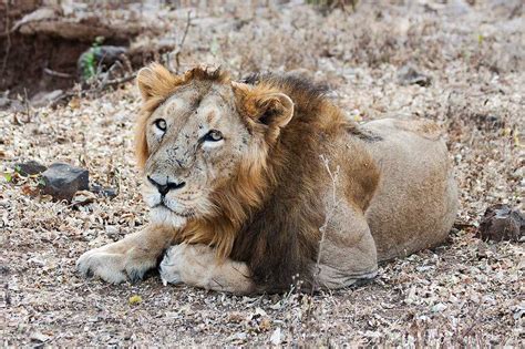 Gir National Park Map - Tourism map of Gir National Park in India ...