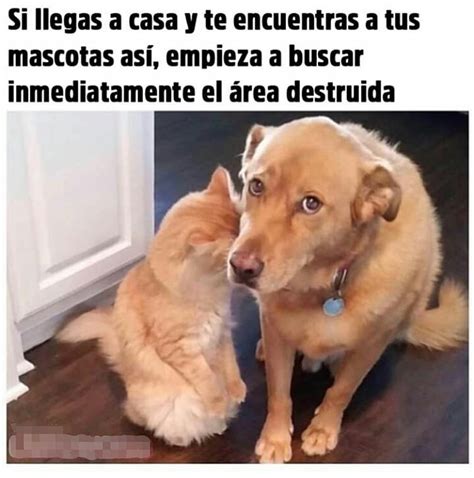 Si Llegas A Casa Y Te Encuentras A Tus Mascotas As Empieza A Buscar