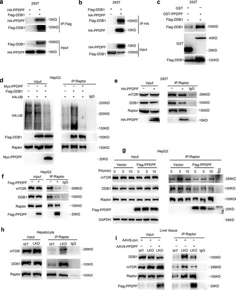 Ppdpf Disrupts The Interaction Between Raptor And Ddb1 A B The Download Scientific Diagram