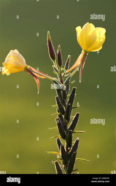 Common Evening Primrose Evening Star Sun Drop Stock Photo Alamy