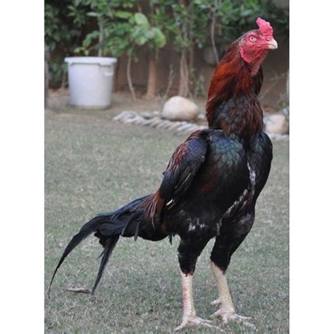 Jual Telur Ayam Hias Shamo Siap Di Tetaskan Shopee Indonesia