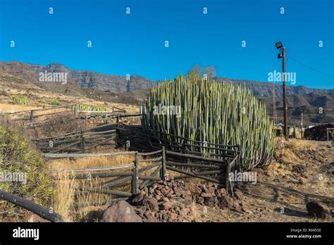 Gran Canaria Big Cactus Spain Stock Photo Alamy