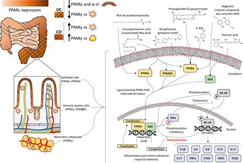 Frontiers Peroxisome Proliferator Activated Receptors Experimental