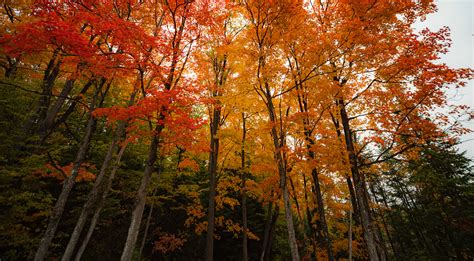 Leaf Looking - The Blue Mountains on Behance