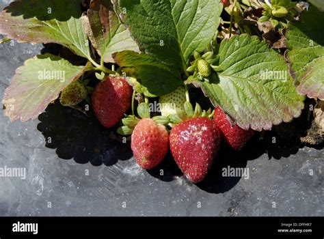 Strawberries Fresh Vegetable Produce And Fruit Truck Farming In Ruskin