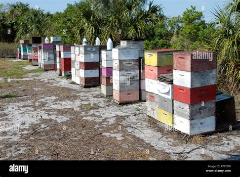 Hives Of Honey Bees Are Used To Pollinate Orange Blossoms In The Orange Groves Of Central