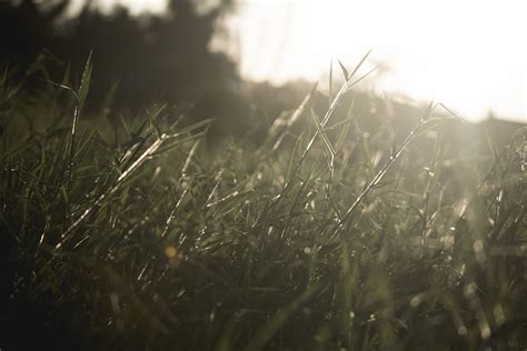 Gratis Afbeeldingen Boom Natuur Bos Tak Licht Fabriek Hemel