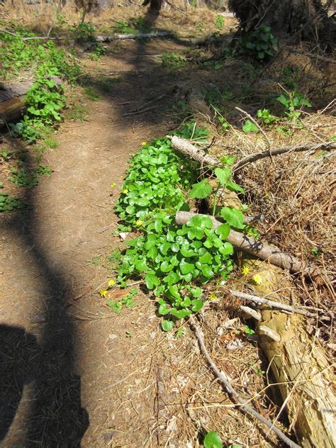Princeton Nature Notes Marsh Marigold Vs Lesser Celandine