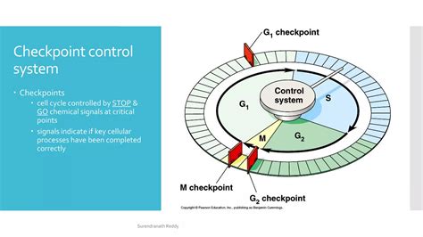 dna repair mechanisms cell cycle checkpoints pptx