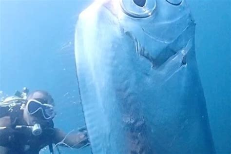 Watch: Divers Spot Extremely Rare 'Earthquake Fish' With Mysterious ...