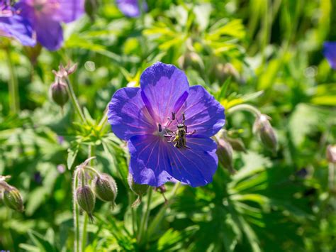 Blumen Sommer Sommerblumen Kostenloses Foto Auf Pixabay Pixabay