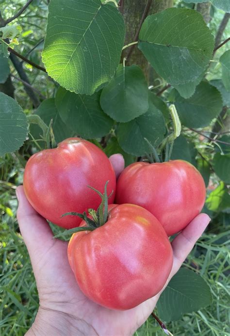 Dagestanskij - Tetajana