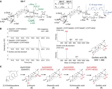 Elucidation Of The Pathway For Biosynthesis Of Saponin Adjuvants From