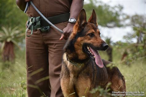 GSD helping stop wildlife poachers in Africa. : r/germanshepherds