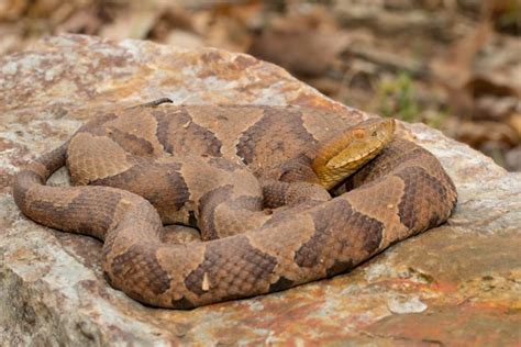 Serpiente Cabeza De Cobre La M S Venenosa De Carolina Del Norte Qu