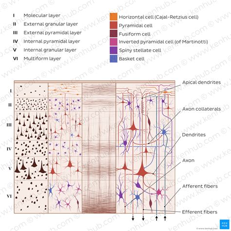 Cerebral Cortex Structure And Functions Kenhub