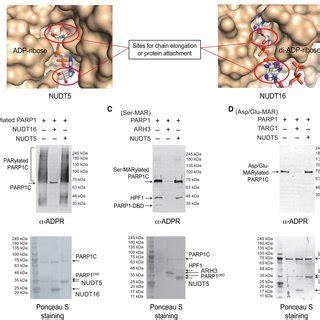 NUDT5 Selectively Cleaves Protein Free ADP Ribose But Not