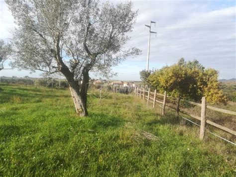 Terreno Agricolo Via Di Ceri Cerveteri Rif Immobiliare It