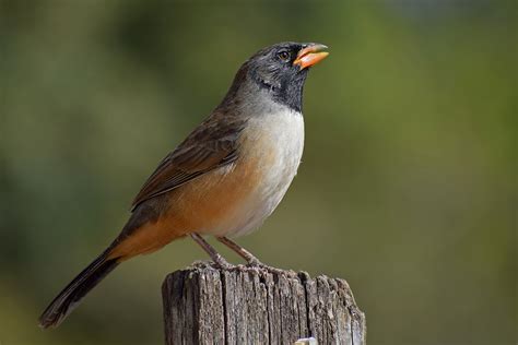 Foto Batuqueiro Saltatricula Atricollis Por Jaime Oliveira Wiki