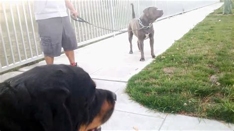 Rottweiler Vs Pitbull Fight Video