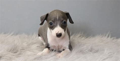 Italian Greyhound Miniature