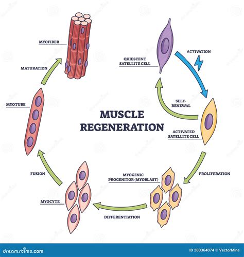 Muscle Regeneration With Microbiological Division Stages Outline