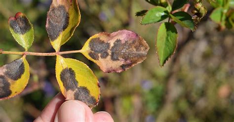 Why Your Rose Leaves Are Turning Yellow The Garden Magazine