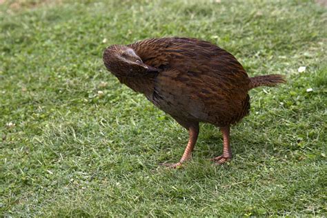 Western Weka Bird Preening Photograph By Sally Weigand Fine Art America