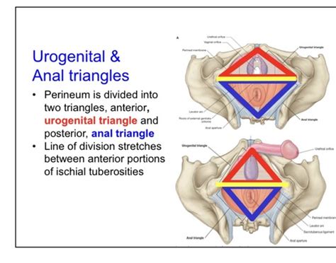 Urogenital Triangle And Anal Triangle Flashcards Quizlet