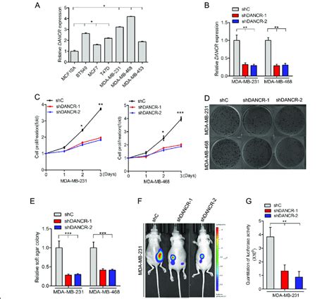 Dancr Inhibition Suppressed Cell Proliferation And Tumor Growth In