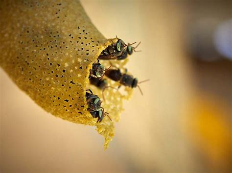 Las Abejas Nativas Silvestres Meliponicultura