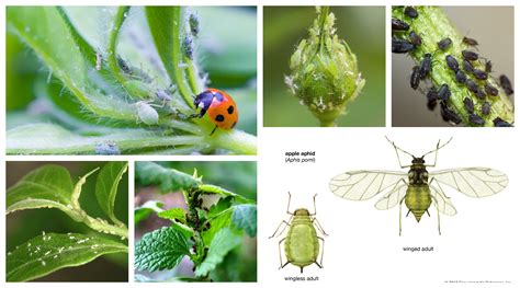 Balkan Ecology Project : Aphids - Their biology, behavior and methods ...