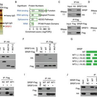 Srsp Interacts With The Splicing Factor Srsf A Proteins That