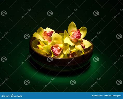 Orchids in a vase stock image. Image of texture, orchid - 4899667